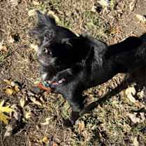 Thumbnail photo of Squeakers #4