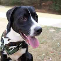 Thumbnail photo of Major #2