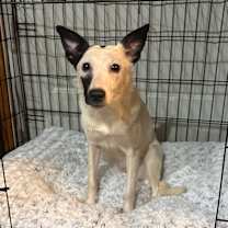 Thumbnail photo of Celeste #3