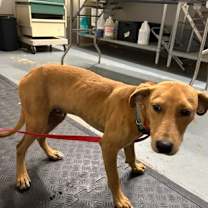 Thumbnail photo of Dabs #2