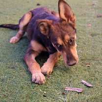 Thumbnail photo of Parade JuM #1