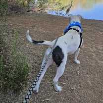 Thumbnail photo of DREAMER #4