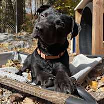 Thumbnail photo of Georgie #3