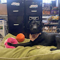 Thumbnail photo of Georgie #4