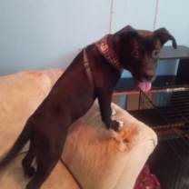 Thumbnail photo of Samba #2