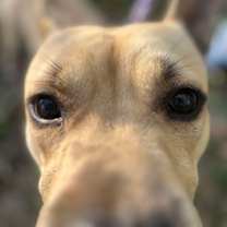 Thumbnail photo of Strutter #2