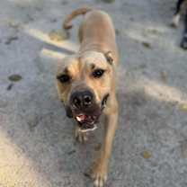 Thumbnail photo of Strutter #4