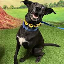 Thumbnail photo of Fia #2