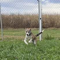 Thumbnail photo of Monkee #2