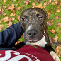 Thumbnail photo of Dutchess  #1