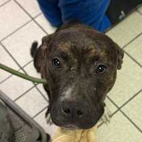 Thumbnail photo of Dutchess  #2