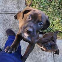 Thumbnail photo of Charlie (Malbec) #3