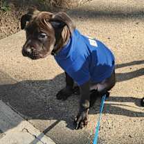 Thumbnail photo of Charlie (Malbec) #4