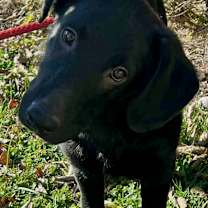 Thumbnail photo of Jack #3