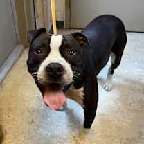 Thumbnail photo of Major #2