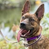 Thumbnail photo of Oreo #1