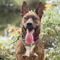 Thumbnail photo of Oreo #2