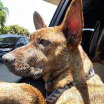 Thumbnail photo of Oreo #3