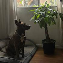 Thumbnail photo of Oreo #4