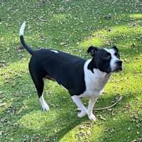 Thumbnail photo of Zola (New Digs) #3