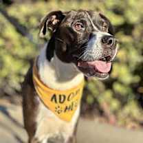 Thumbnail photo of Kal #3