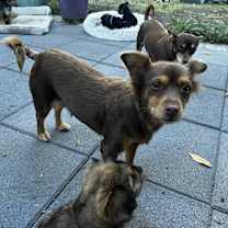 Thumbnail photo of Ava #2