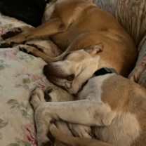 Thumbnail photo of Alice #4