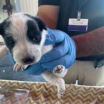 Thumbnail photo of 59738229 #2