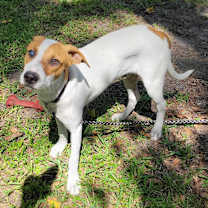 Thumbnail photo of Jack #1