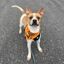 Thumbnail photo of Henry #3