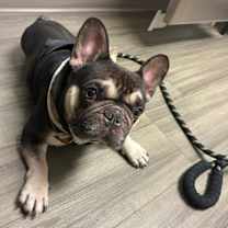 Thumbnail photo of Romeo #1