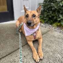 Thumbnail photo of Duchess #1