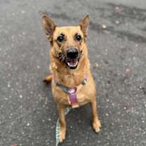 Thumbnail photo of Duchess #2