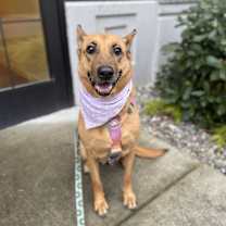 Thumbnail photo of Duchess #3