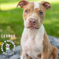 Thumbnail photo of Litter of 6: Lennon #3