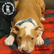 Thumbnail photo of Litter of 6: Lennon #4