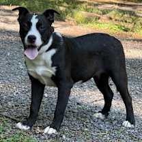 Thumbnail photo of Karl #1