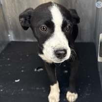 Thumbnail photo of Karli #2