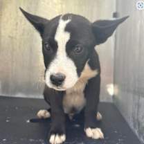 Thumbnail photo of Karl #2