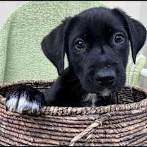 Thumbnail photo of OJ #2