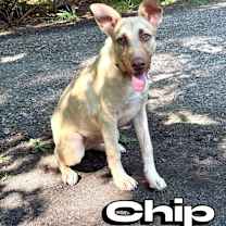 Thumbnail photo of Chip #1