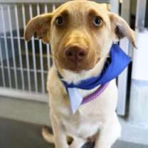 Thumbnail photo of Chip #2