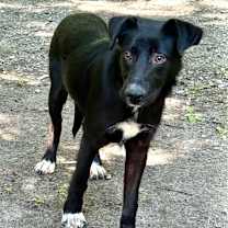 Thumbnail photo of Crystal #1