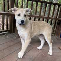 Thumbnail photo of Cooper #1