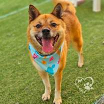 Thumbnail photo of Dongree #4