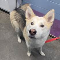 Thumbnail photo of Aurora #4