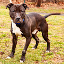 Thumbnail photo of Skunk #3