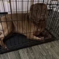 Thumbnail photo of Rico #2