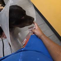 Thumbnail photo of Diesel #1