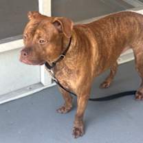 Thumbnail photo of Rico #1